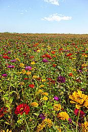 《星球大战：日蚀》将引入新种族 并专注于政治冲突